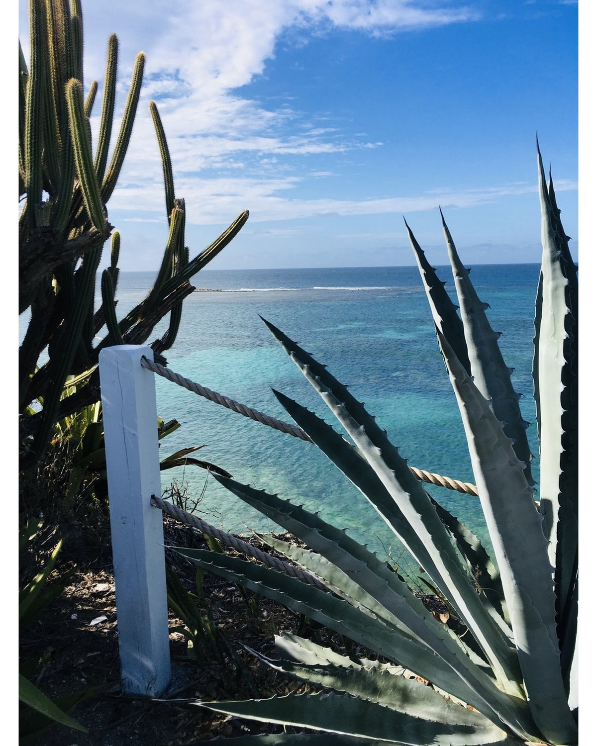 Aloe Cactus