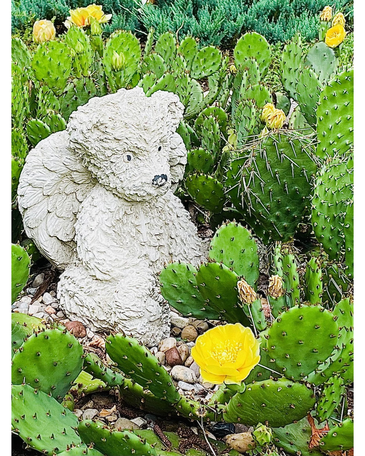 Bearly Pricked