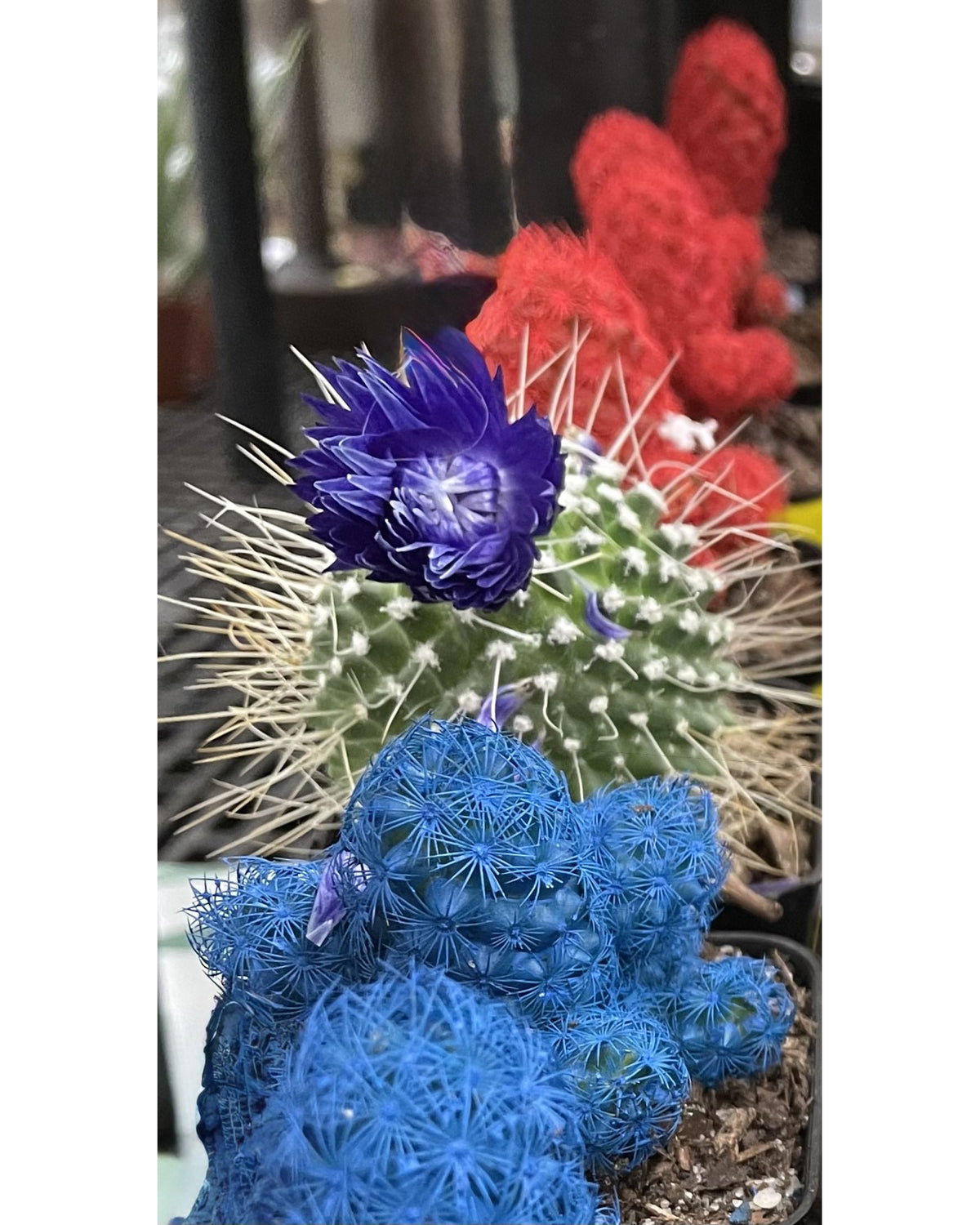 Colour Me Prickly