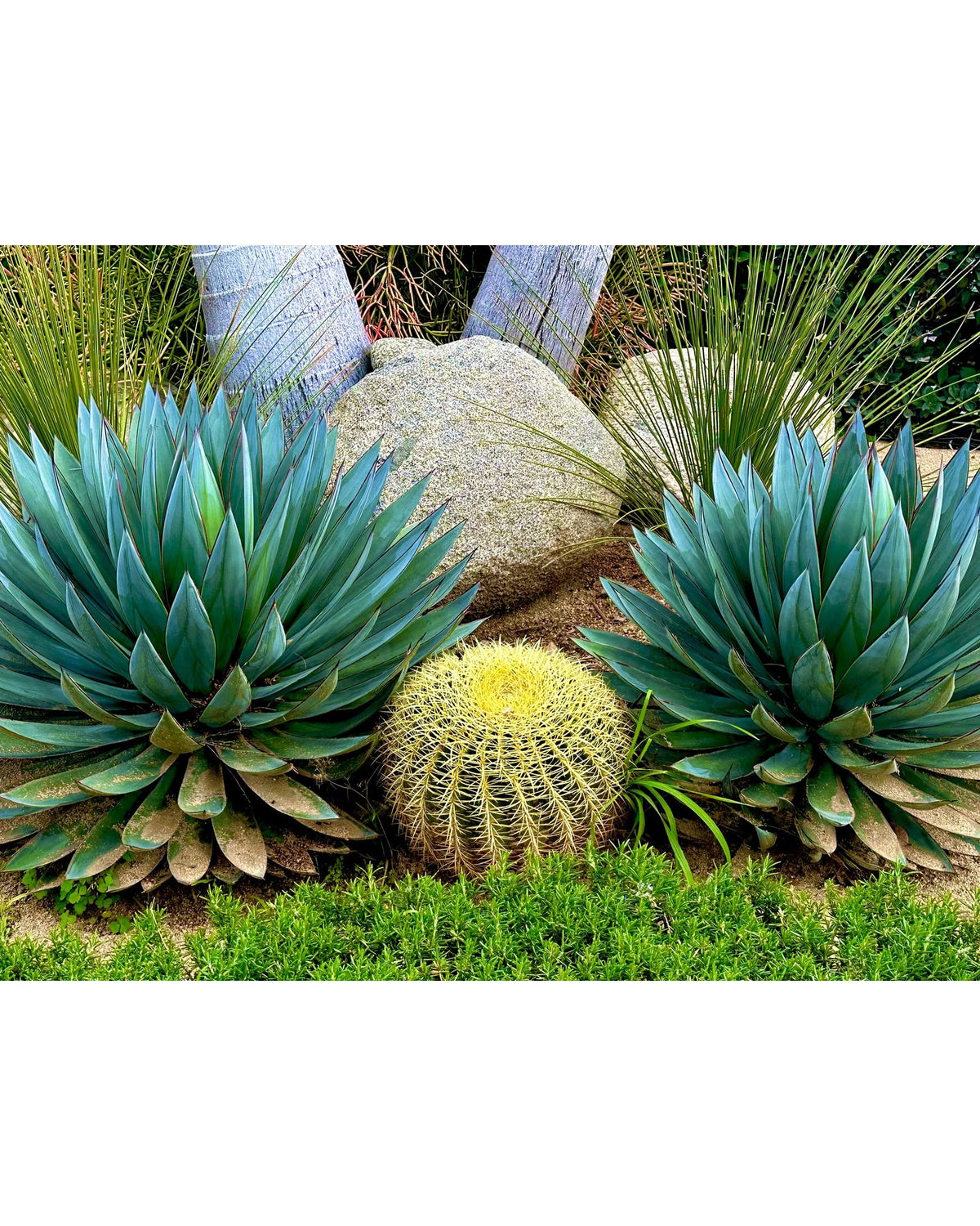 Cuddle a Cactus