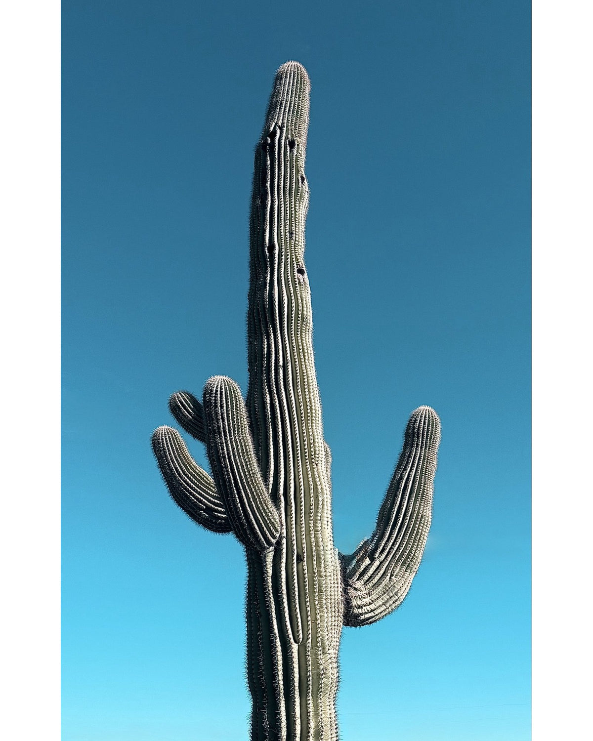 A Prickly Gathering