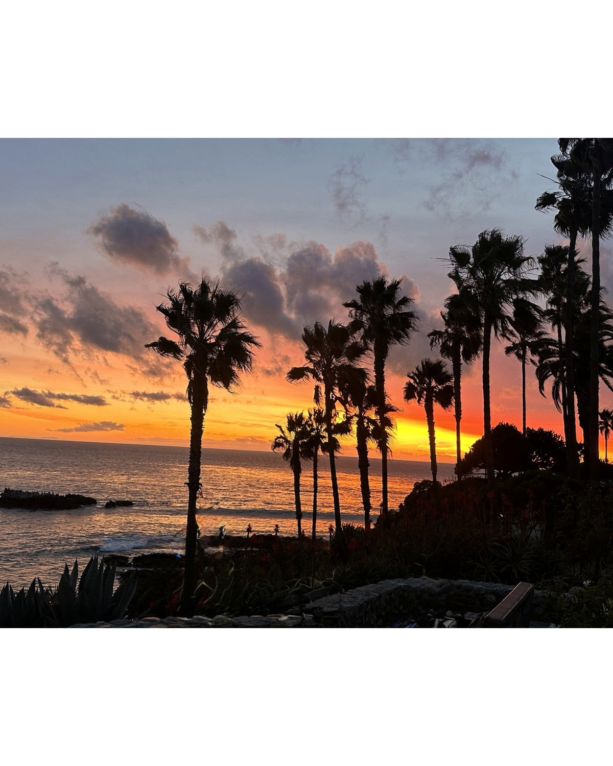 Fiery Palms