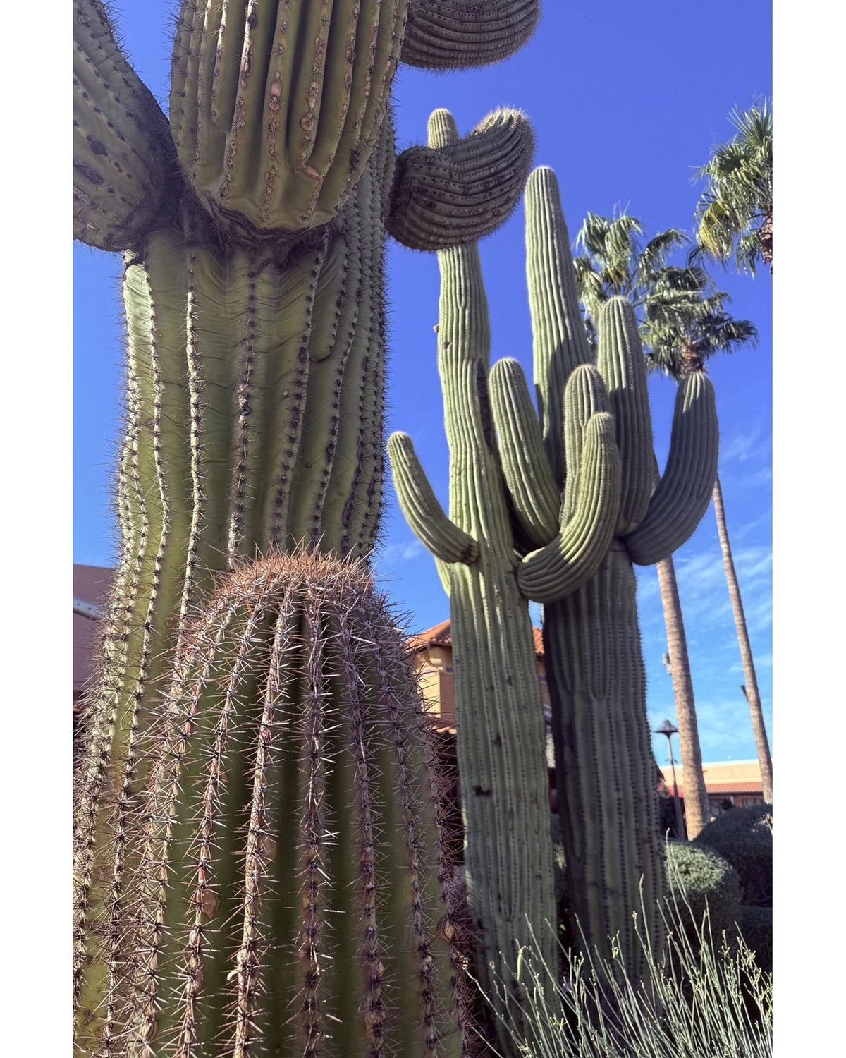 Saguaro Sunset