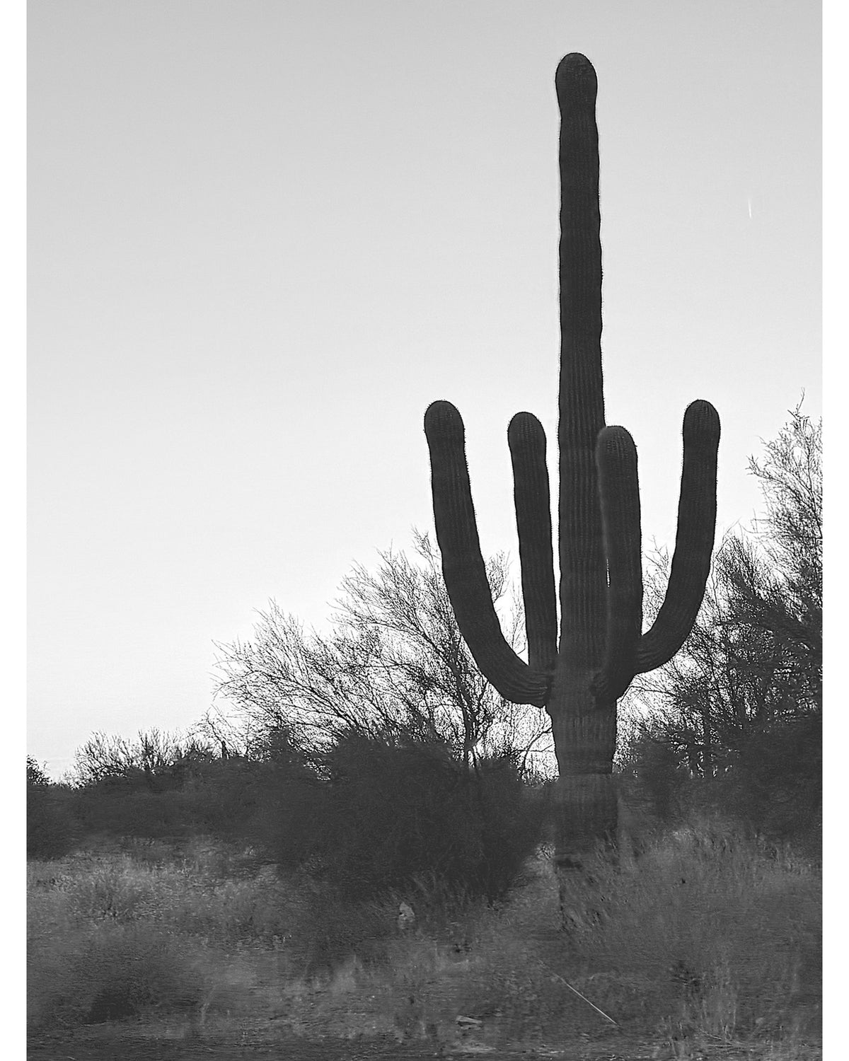 Wild West Prick